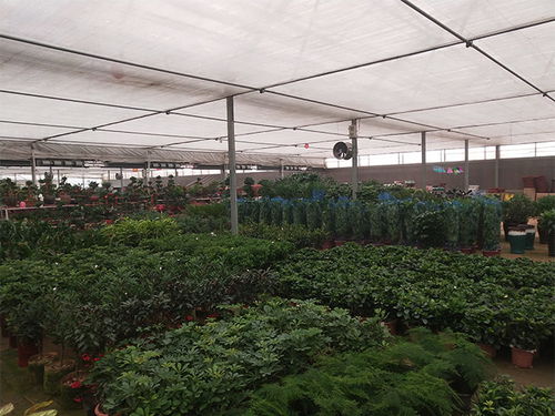 撫順聯(lián)棟溫室大棚 締景溫室如何用品質(zhì)與價(jià)格贏得市場(chǎng)