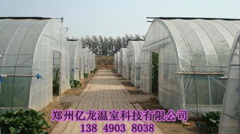溫室花卉大棚造價(jià)與選購(gòu)全面指南